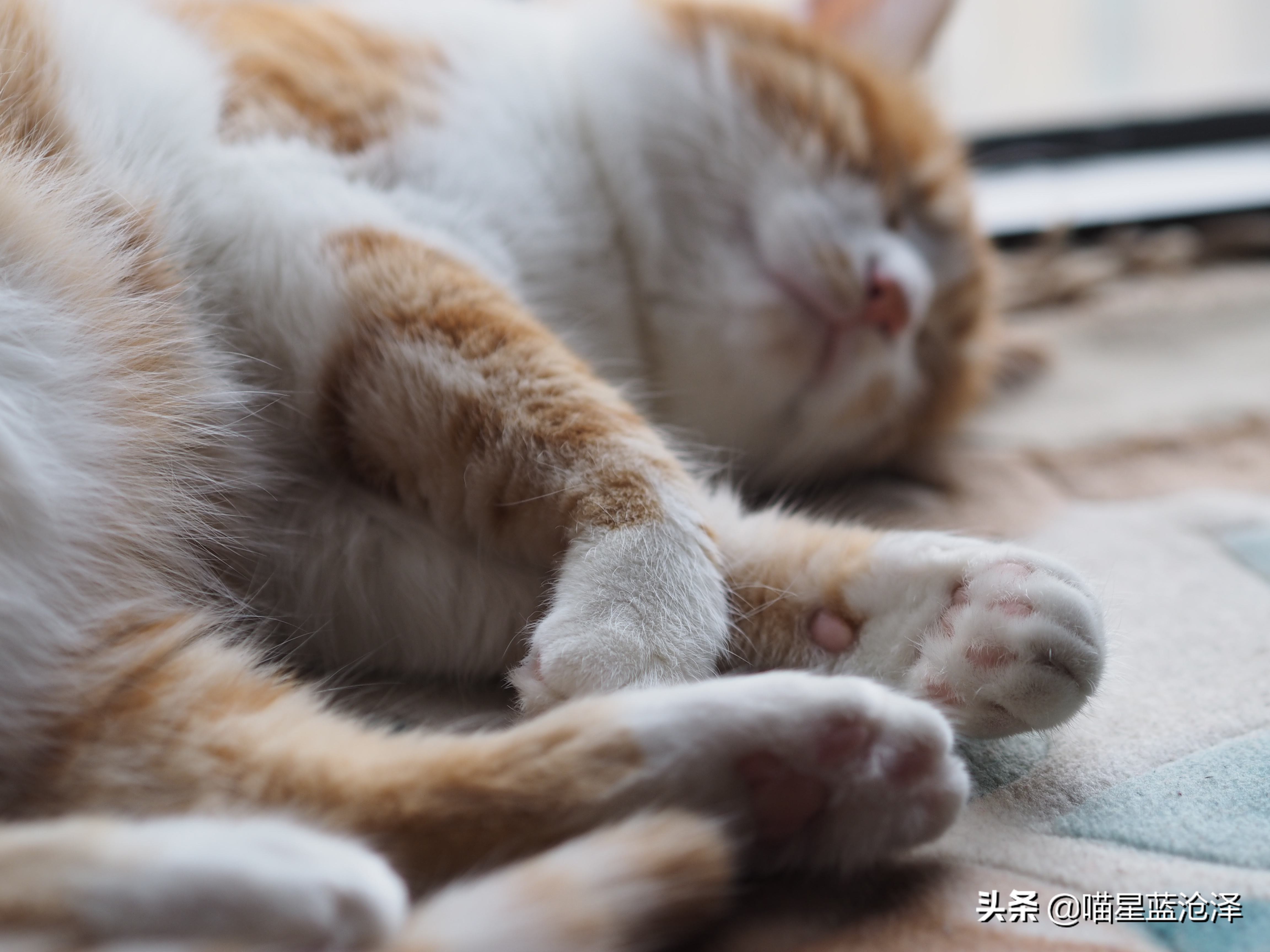 猫咪肠胃炎好了后食欲不好,猫咪肠胃炎引起的高热怎么治