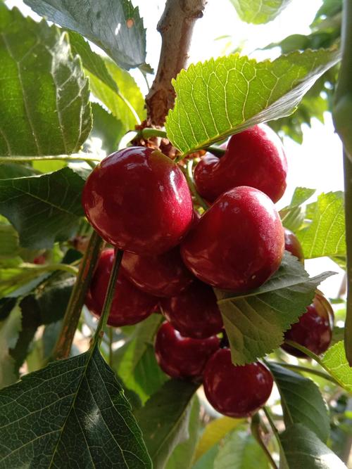 大连大棚樱桃全套管理技术,大棚樱桃树的种植与管理