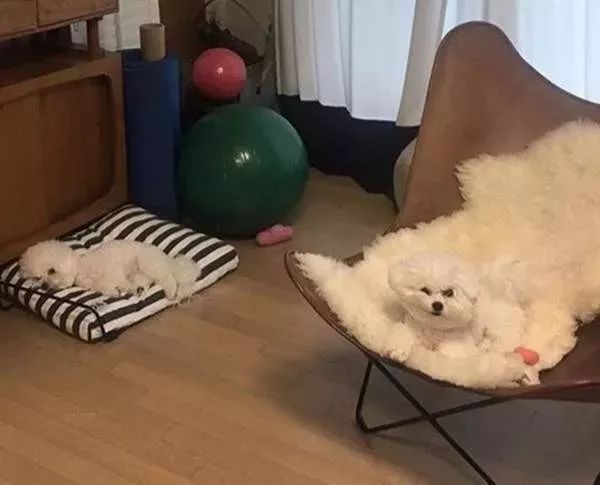 比熊这朵棉花糖，圆圆白白胖胖，是我的初恋情狗没错了