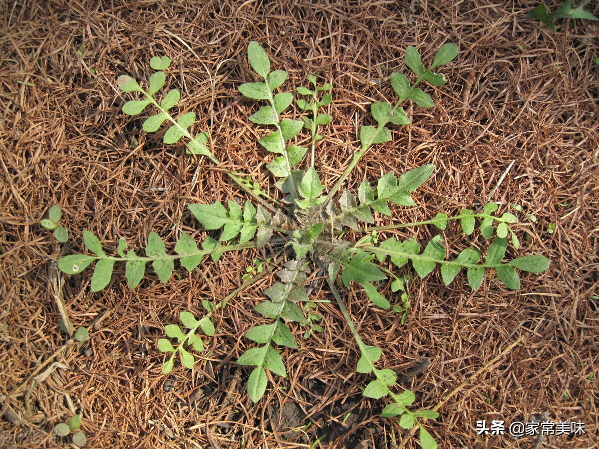 挖荠菜样子,荠菜幼苗怎样分辨