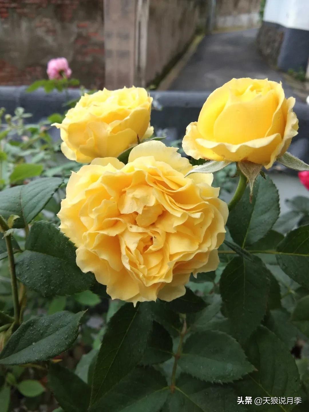 月季花是时候展现真正的技术了 (开春的第一波月季花就这么过去了)