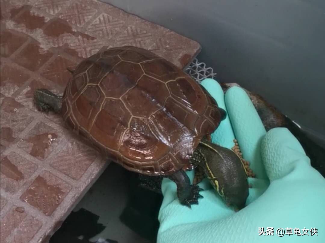 小乌龟得了肺炎嗷嗷直叫唤怎么办,乌龟得肺炎了用甲硝唑药片可以吗