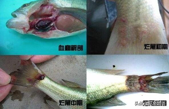 观赏鱼预防鱼病下什么药好,观赏鱼鱼病介绍及用药方法