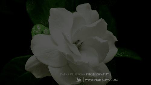 送你百花开放的瞬间动图！简直美呆了！