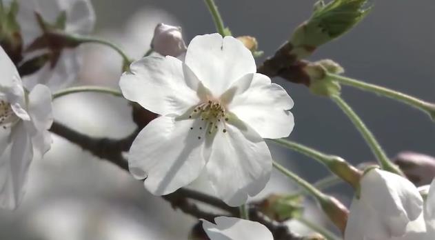 日语程度副词,日语动词简体敬体变化规则