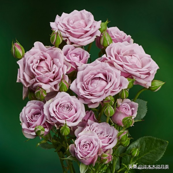 大花浓香四季开花的月季有哪些,黑紫色的月季花有哪些