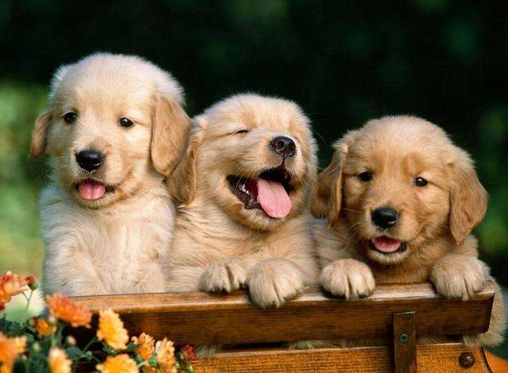 新手铲屎官如何挑选健康的猫咪,金毛新手铲屎官养狗需要准备什么