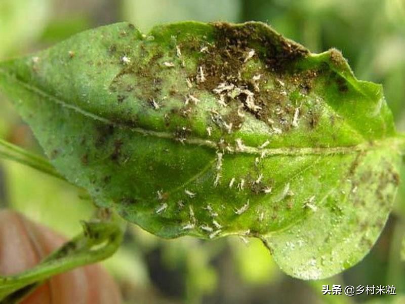 辣椒种植怎样对土壤消杀,关于种植辣椒的病虫害知识