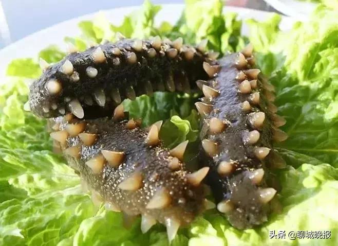 持聊城晚报进店免费领礼品啦!珍品堂尚八仙海参仲秋钜惠全年超低价