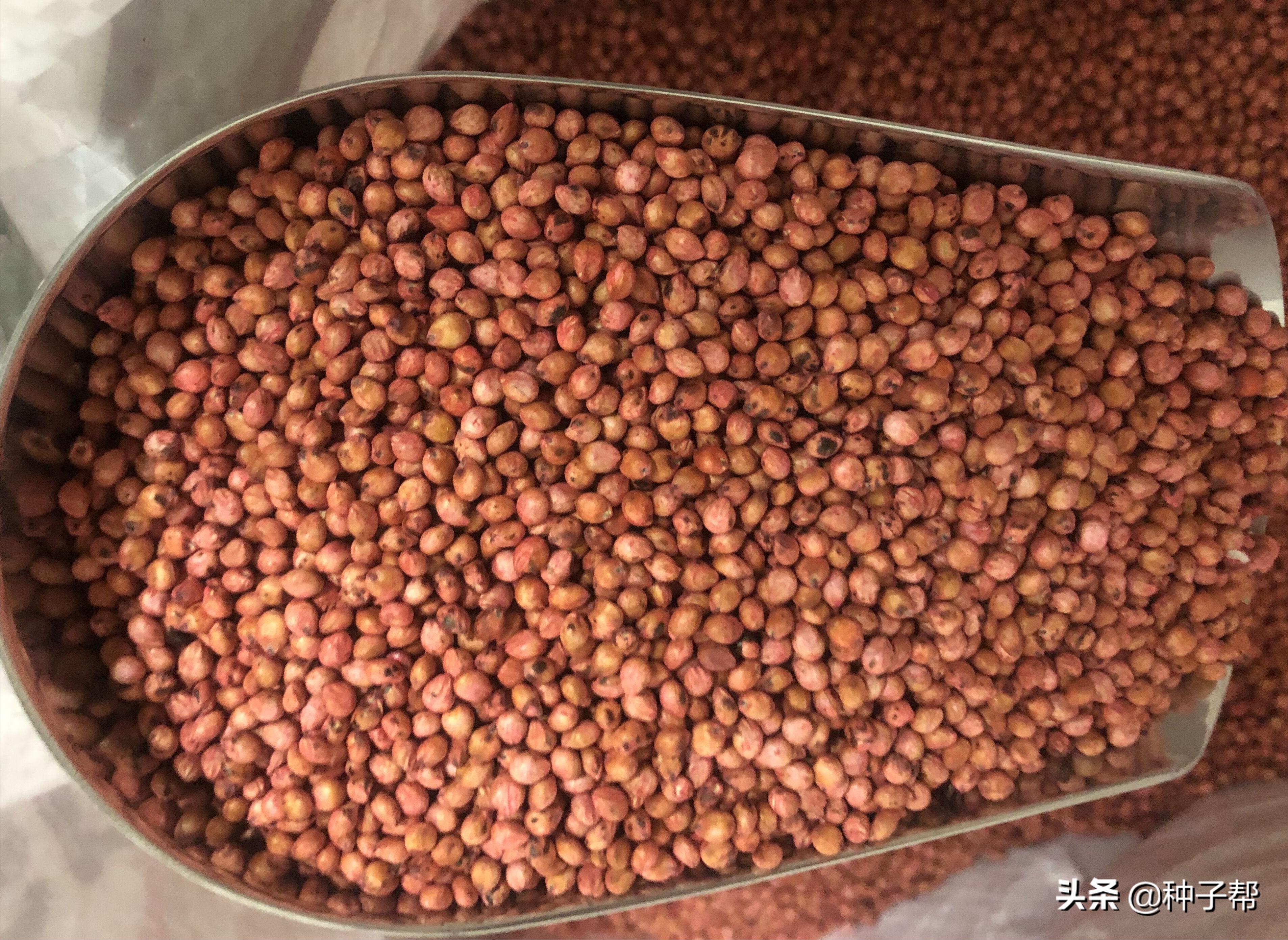 一亩地的牧草大概能养多少头牛羊,养牛牧草高丹草