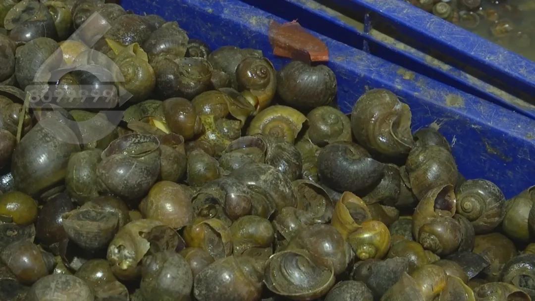 外卖点来的这份“霸王田螺”，医生建议：不要吃