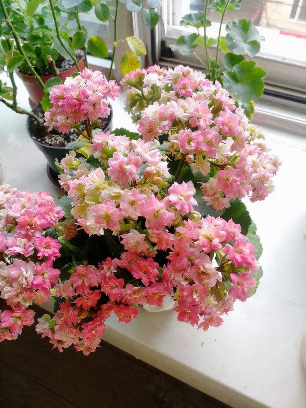 养花人养的花都有哪些,什么花养人又健康又好养