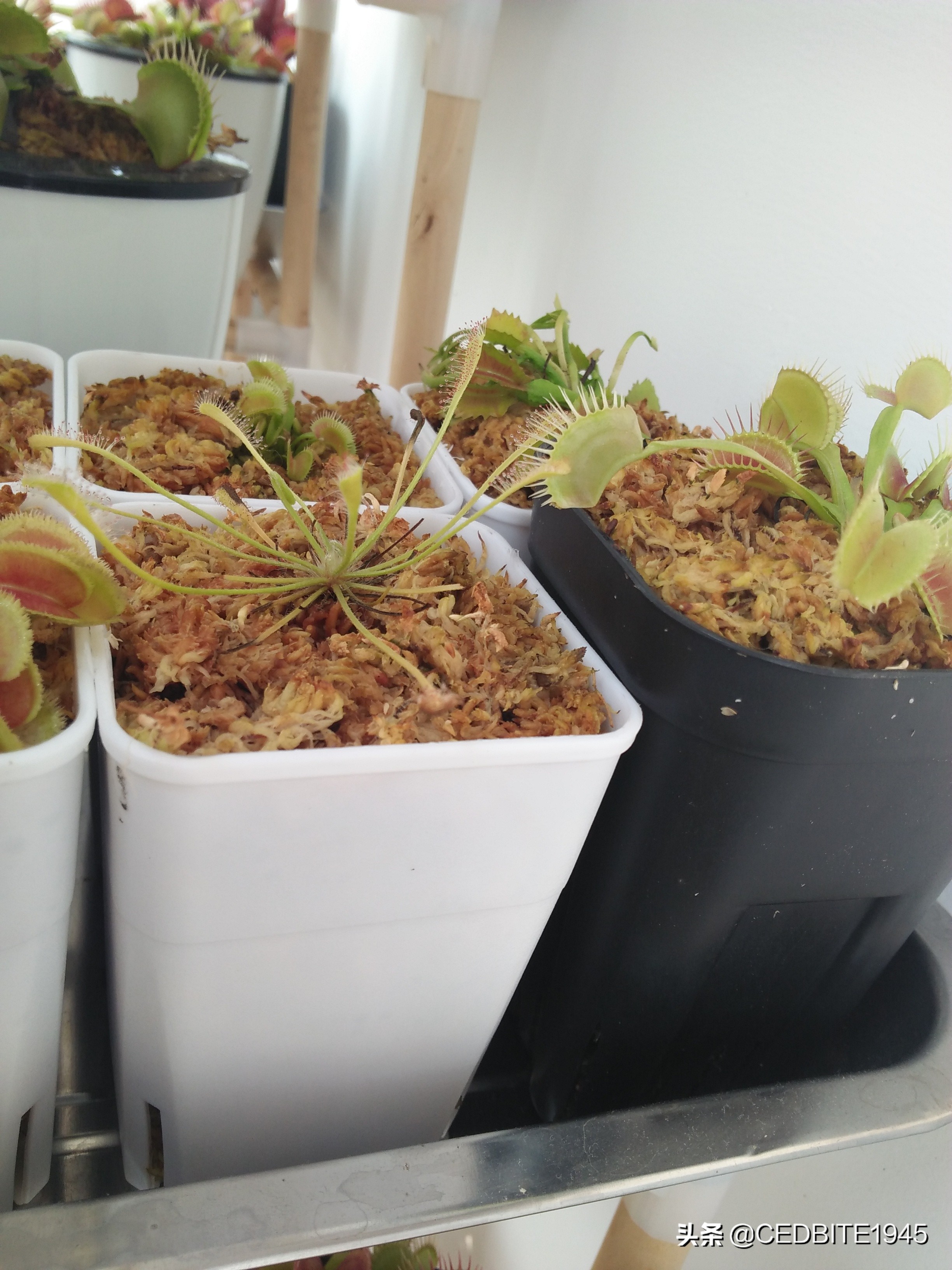 捕虫效率最高的食虫植物——茅膏菜种植攻略