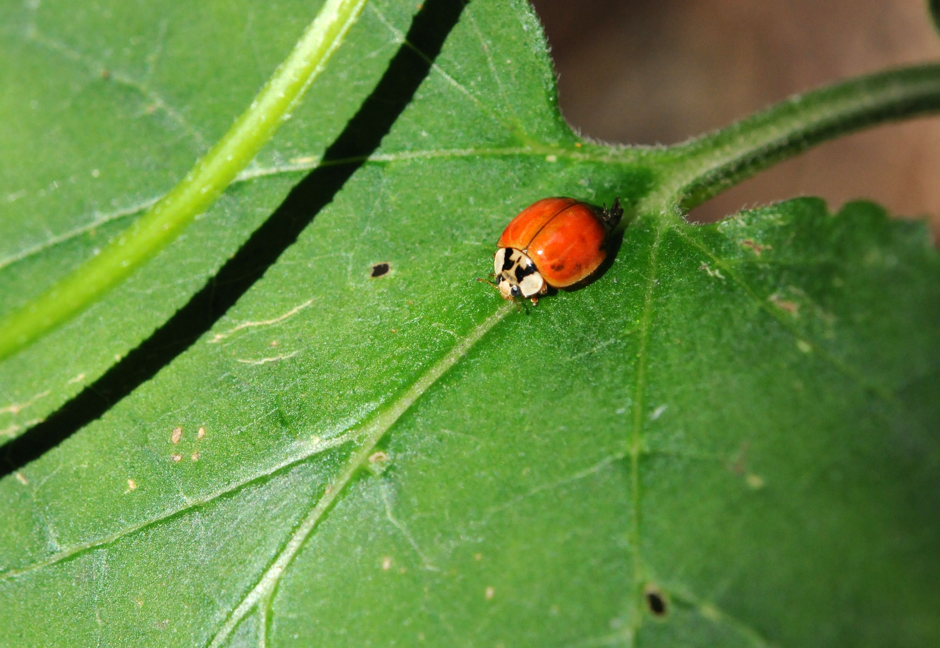 异色瓢虫和四星瓢虫,异色瓢虫与瓢虫的区别