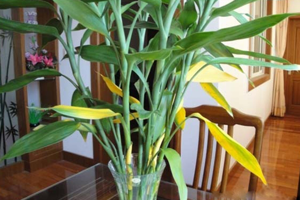 十二生肖对应的幸运植物是什么,十二生肖各属相的幸运植物