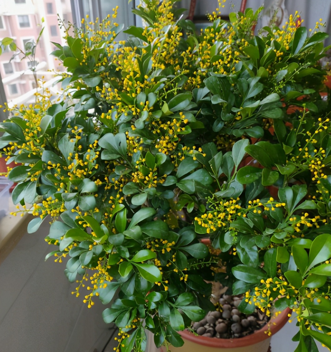 米兰花如何养才能重香味,米兰花一年四季应如何养护