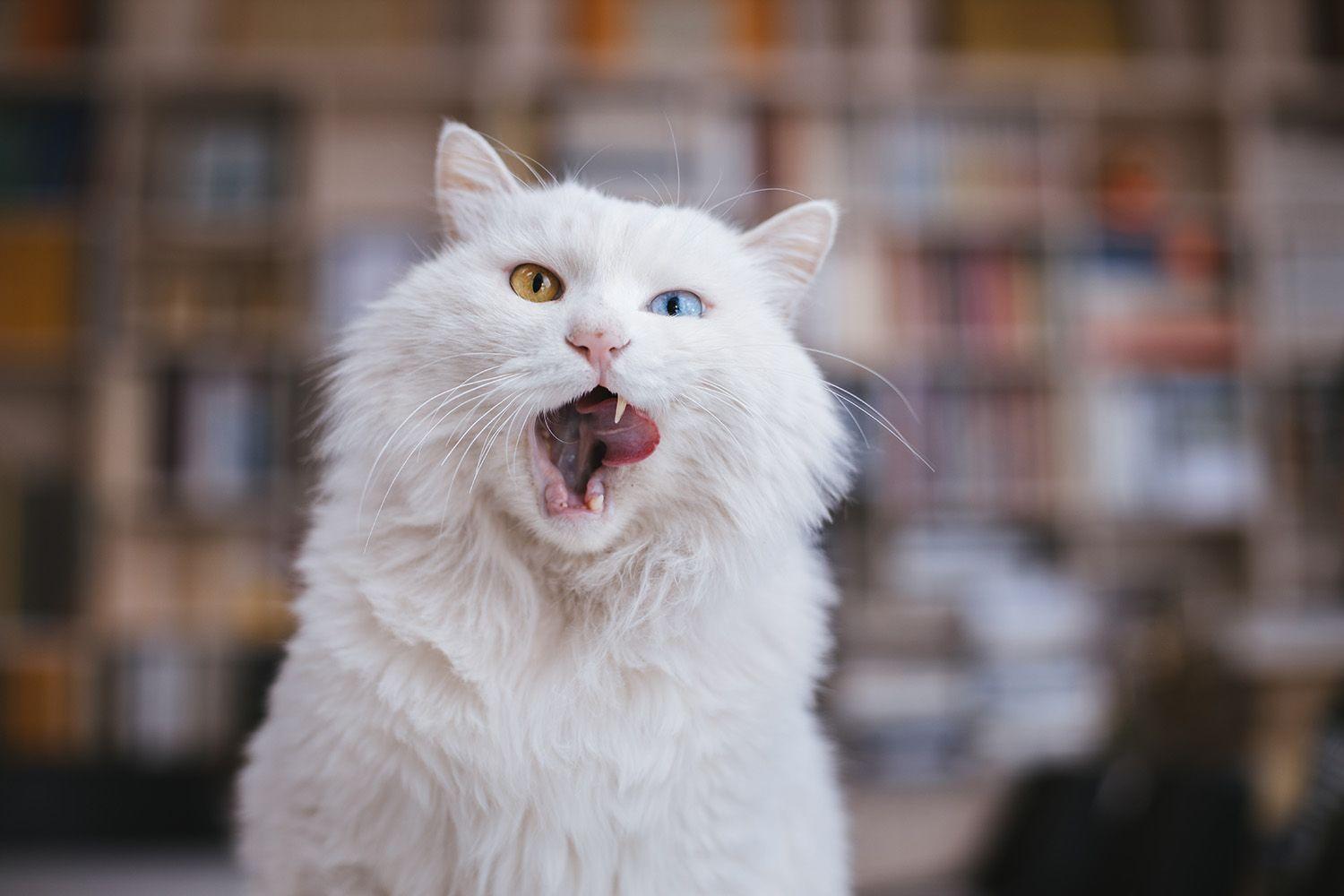 中华田园狮子猫多少钱一只,中华田园猫狮子猫蓝色眼睛