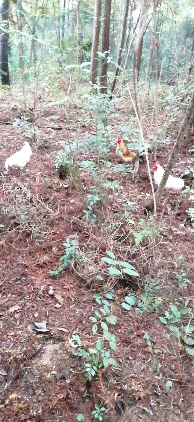 教你挑选土鸡,老鸡的办法