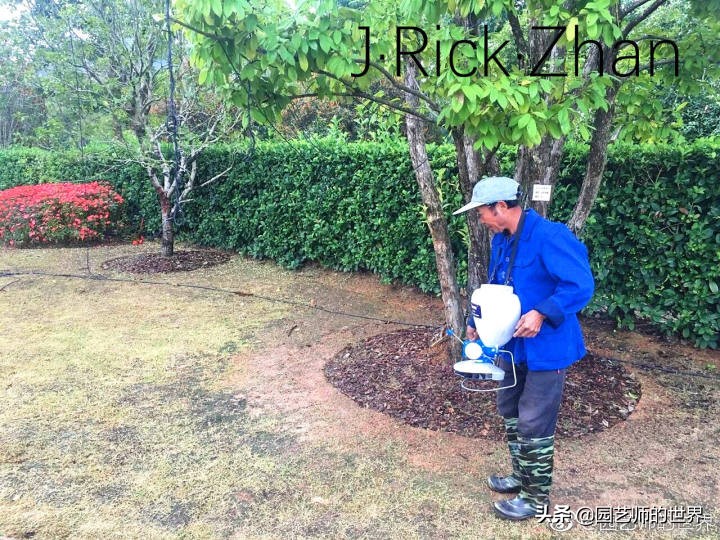 怎样种植草坪技术,果岭草坪的种植养护方法及技巧