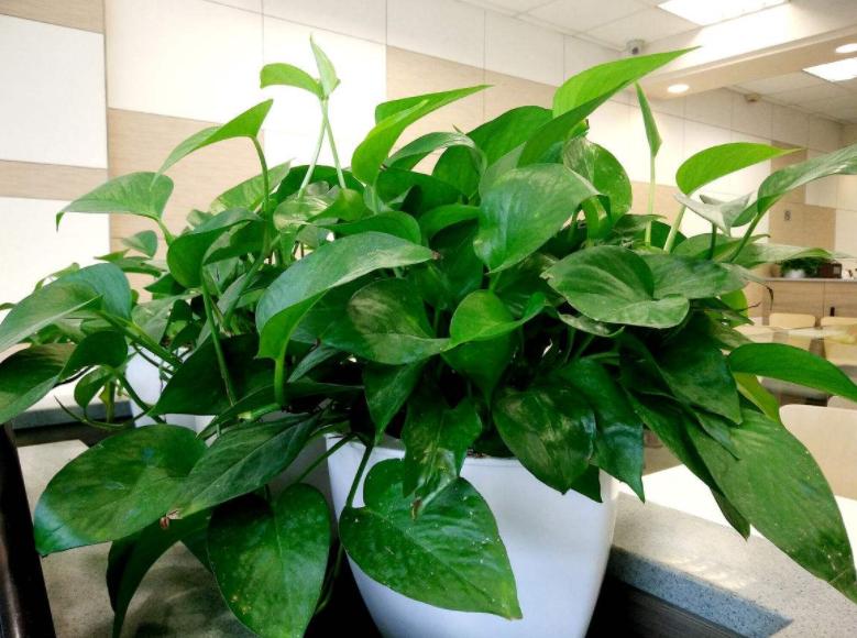 土培绿萝烂根的原因及解决方法,土栽绿萝黄叶怎么补救