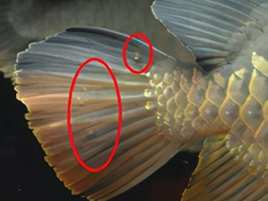 龙鱼疾病治疗视频,龙鱼常见病100种