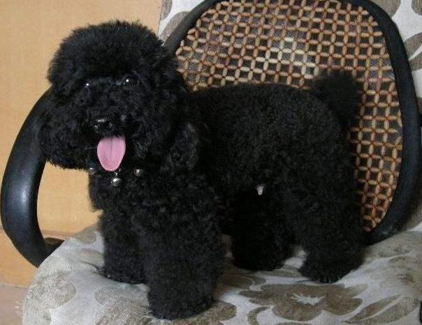 为什么“黑色”贵宾犬少人养？有7个原因