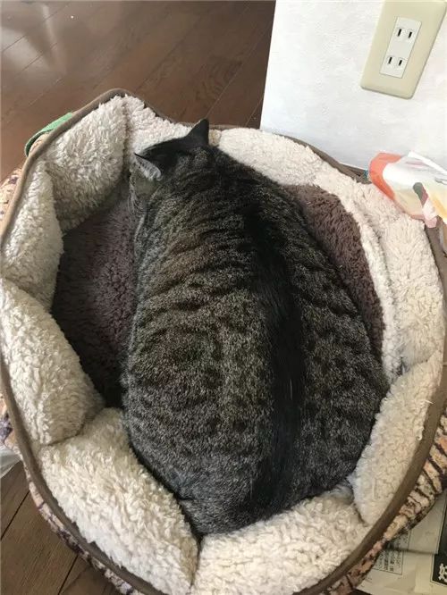 老板，这圆滚滚地怎么恢复出厂设置，说好的小可爱呢？