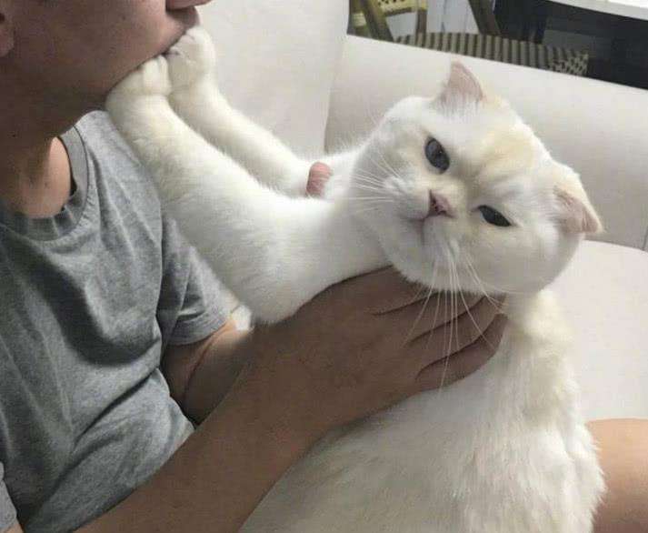 养了猫之后铲屎官就变懒了,养了猫咪怕人偷怎么办