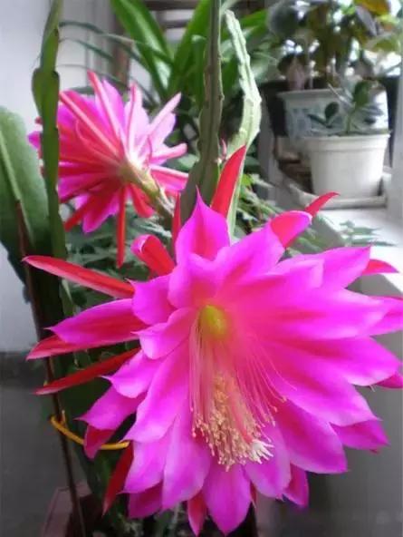 献给那些养花每次都养死的人文案,一直养死花但从未放弃养花