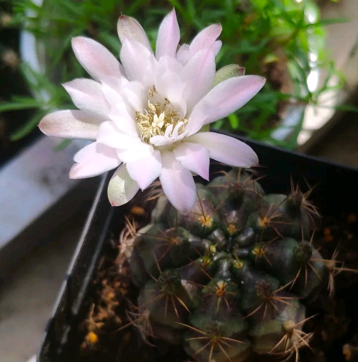 仙人球开花多盆栽品种大全,仙人球会开花还特别漂亮