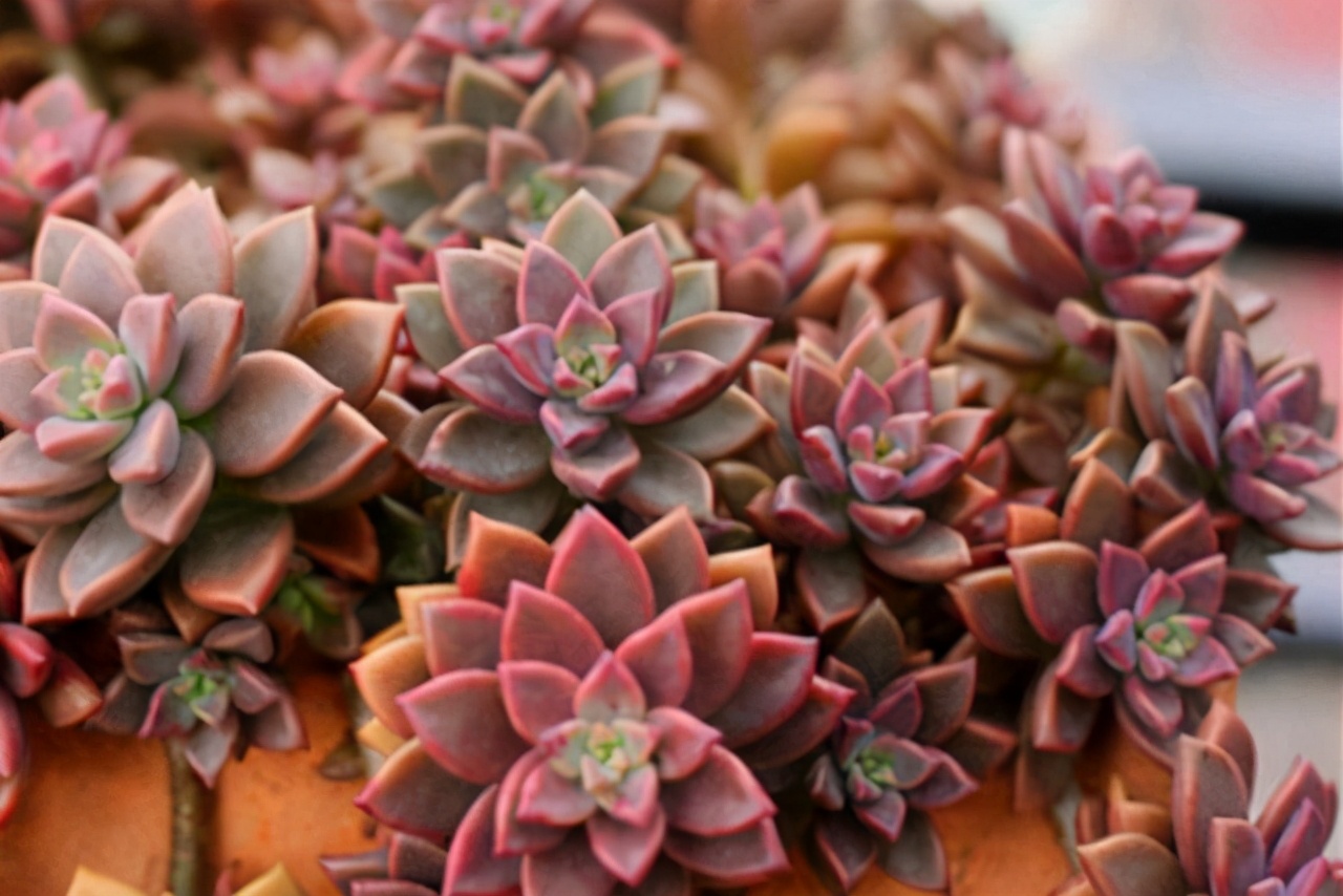 姬胧月快速爆盆,姬胧月徒长不好看