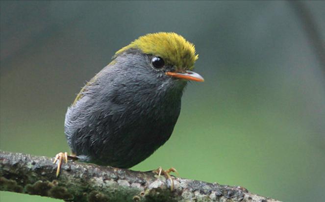 东江揽胜,惠州淡水常见鸟类图谱