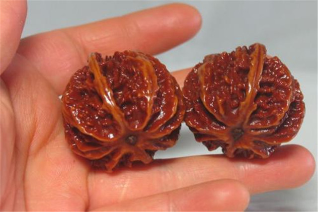 注意“四要”，做到“八玩、八怕”，你也能盘好野核桃