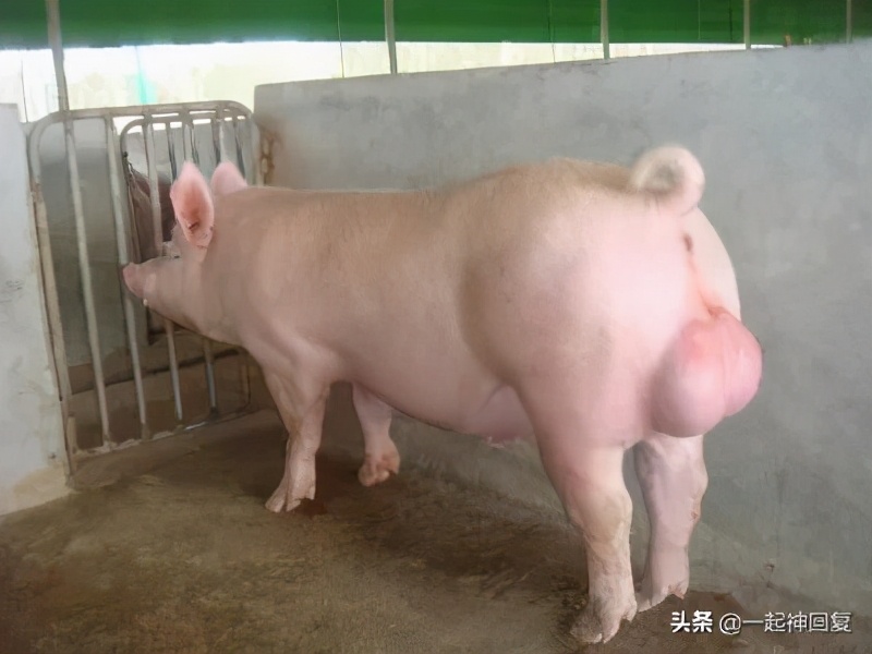 绝育猫的蛋蛋怎么处理,绝育后的猫蛋蛋怎么处理