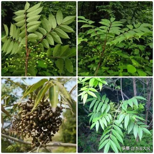 本溪与努尔哈赤,本溪清河城努尔哈赤