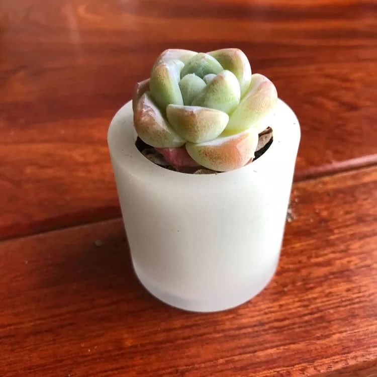 新手小白入坑多肉必看攻略,多肉新手入坑必备指南