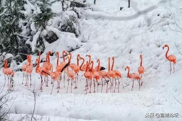 2020安徽宿州大雪暴雪,刚刚宣城发布暴雪预警