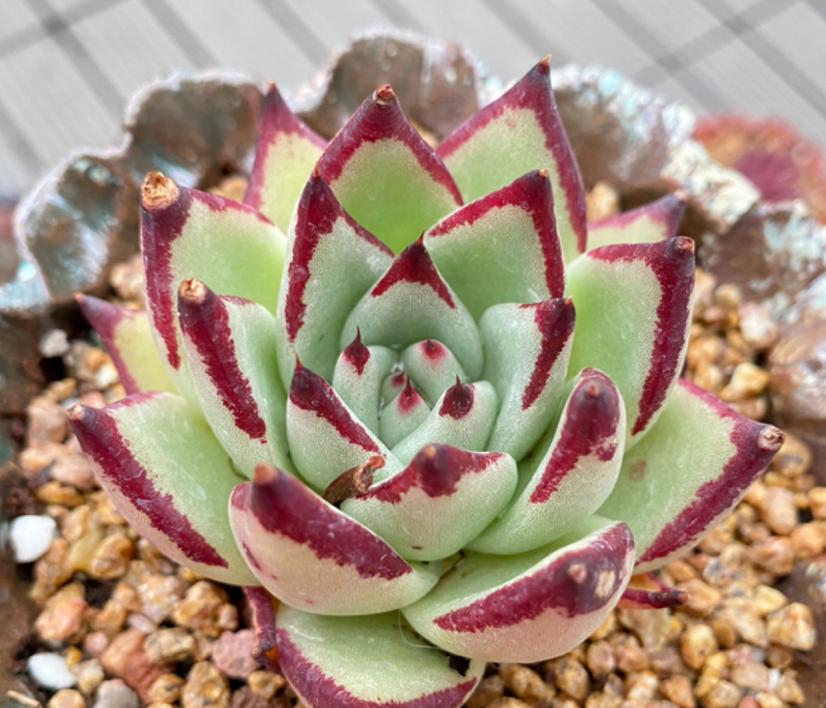 温度低多肉叶子变软,天气变冷多肉烂根掉叶怎么救