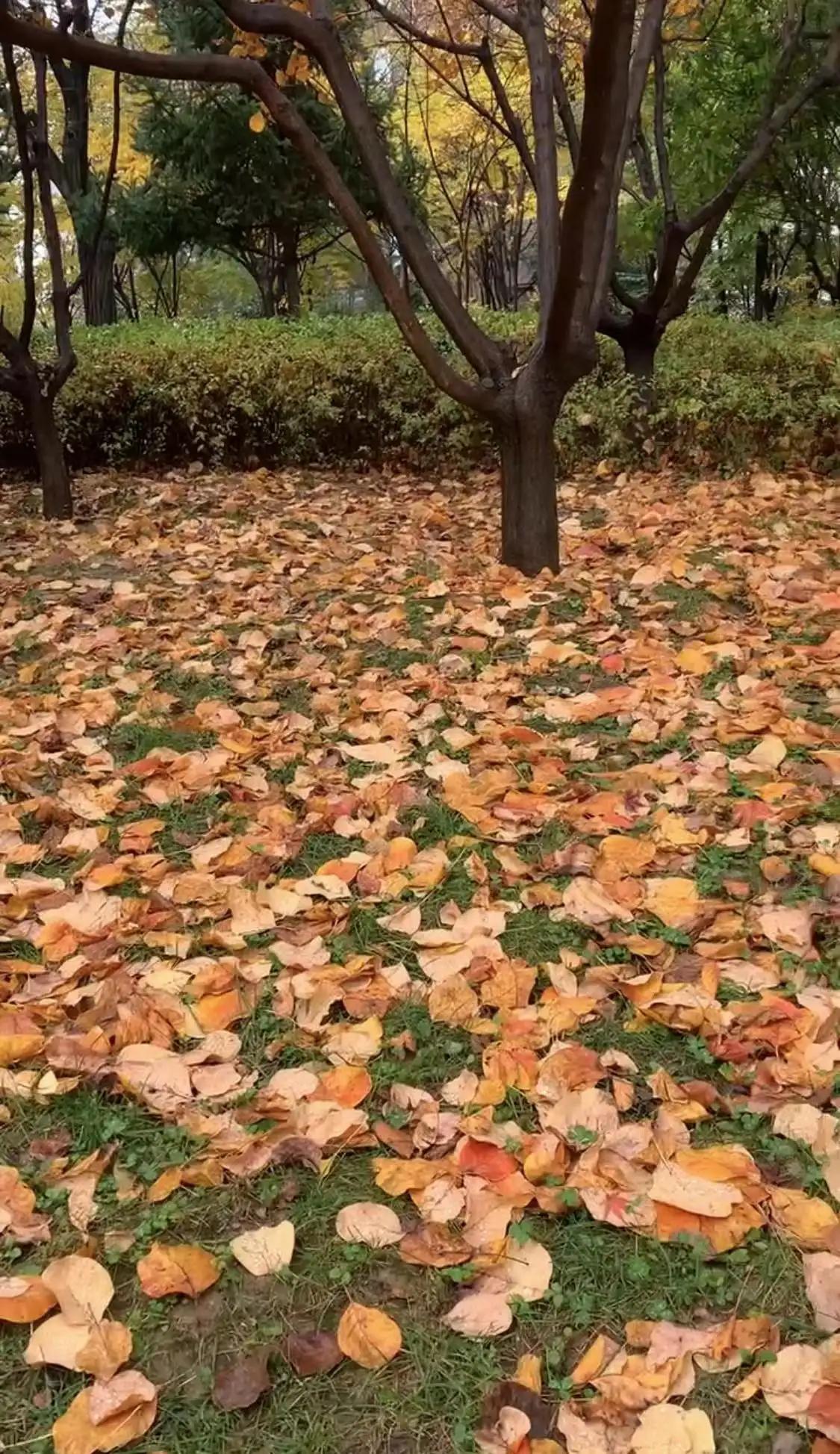 霜降粤语歌曲,霜降翻唱版