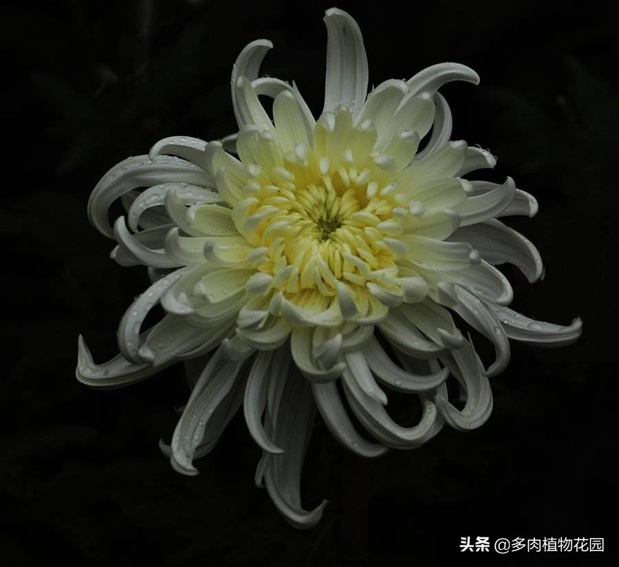 秋日赏菊30种菊科植物介绍,秋日赏菊和花草相伴的美好时光