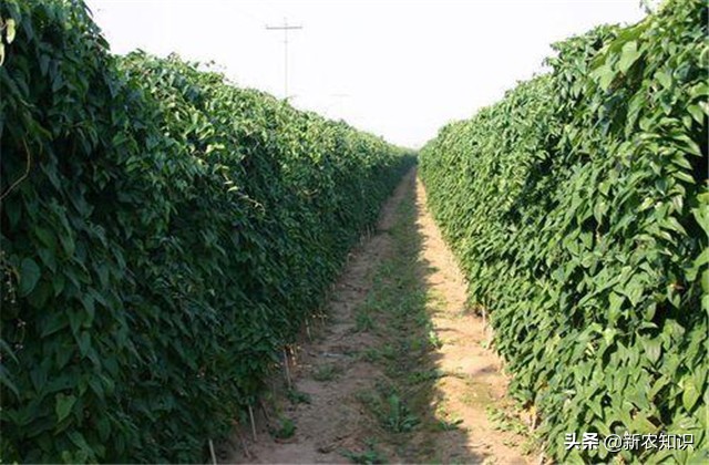 广西桂平最高产淮山种植方法,淮山怎样种植才高产