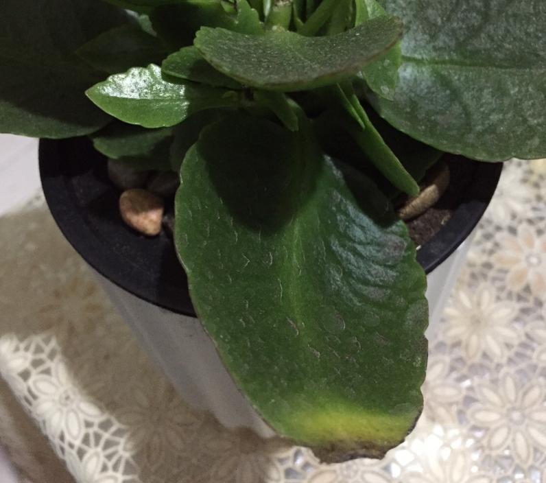 长寿花黄叶茎发黑如何拯救,长寿花叶子发黄茎发黑有拯救办法