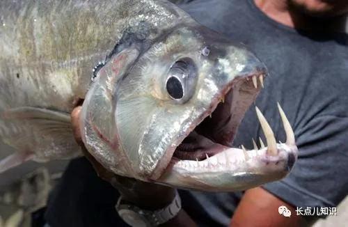 世界公认的最强淡水大鱼,史上最可怕的十大鱼