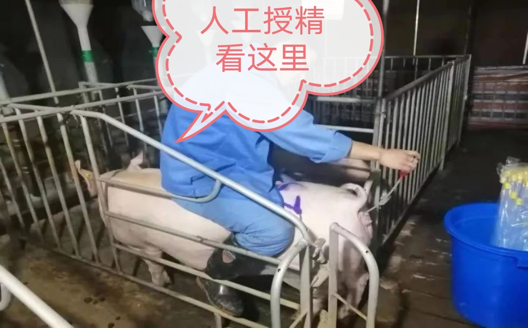 提高母猪产仔数的技巧有什么,如何提高母猪养猪场效益