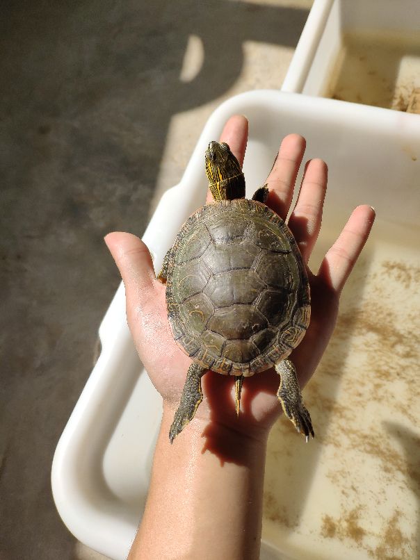 绿色的锦龟,艳丽的龟