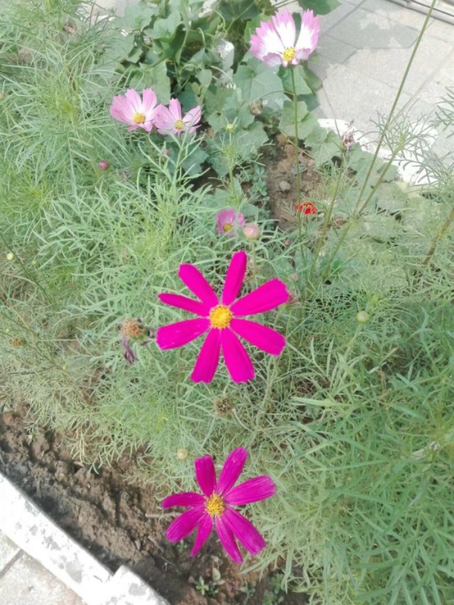 波斯菊怎么养才能开花多,波斯菊有什么好处