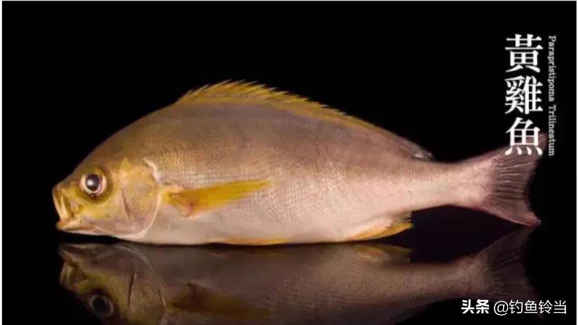 海钓黄鸡沉底钓鱼技巧,海钓黄鸡鱼用什么竿好