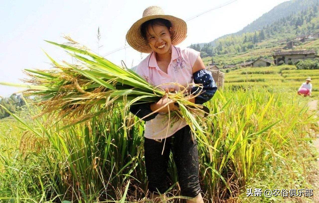 四月十二下雨谚语,四月十二的农谚
