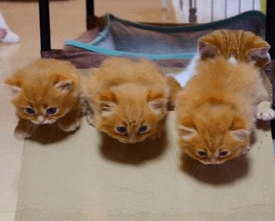 小奶猫的危害视频,小奶猫有什么危险