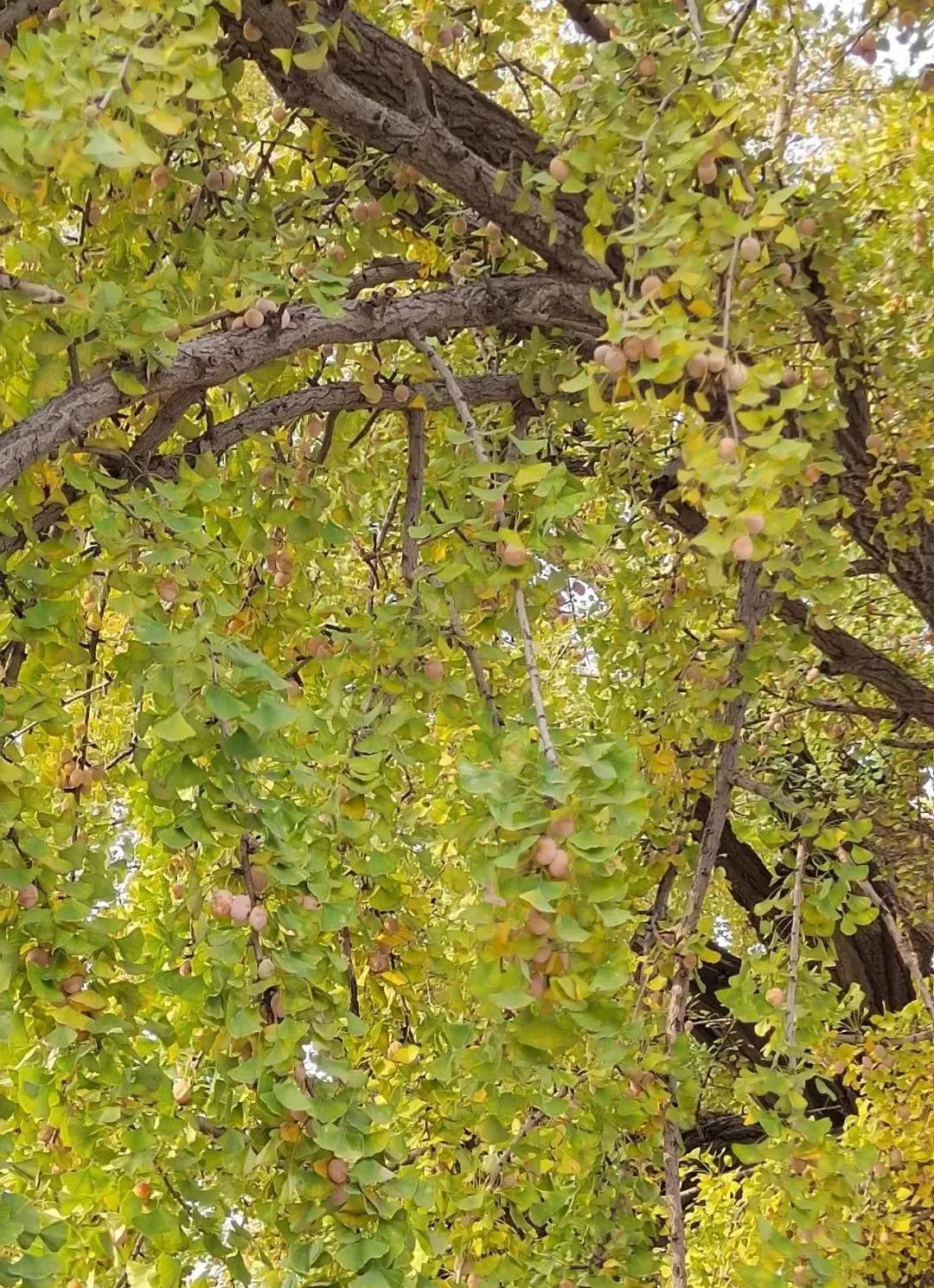 秦皇岛求仙入海恐龙馆,秦皇岛秦始皇求仙入海处遗址图片